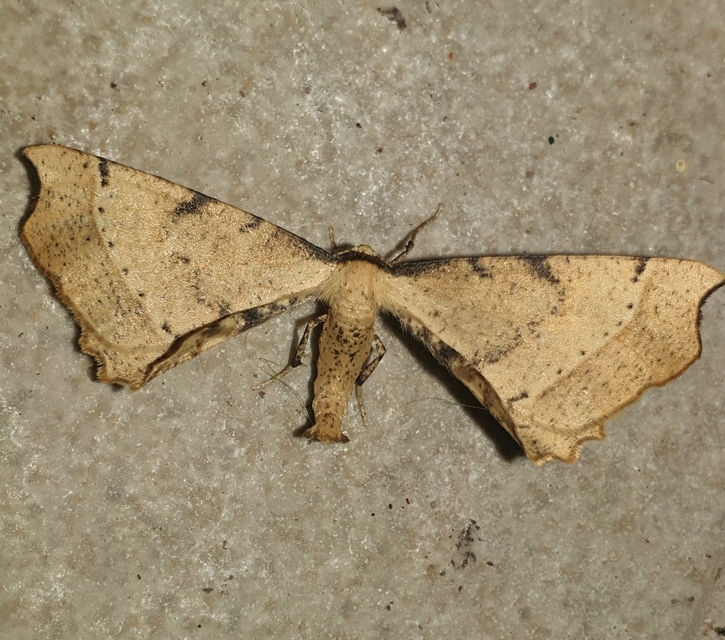 Artiora evonymaria - kecskerágó-araszoló
