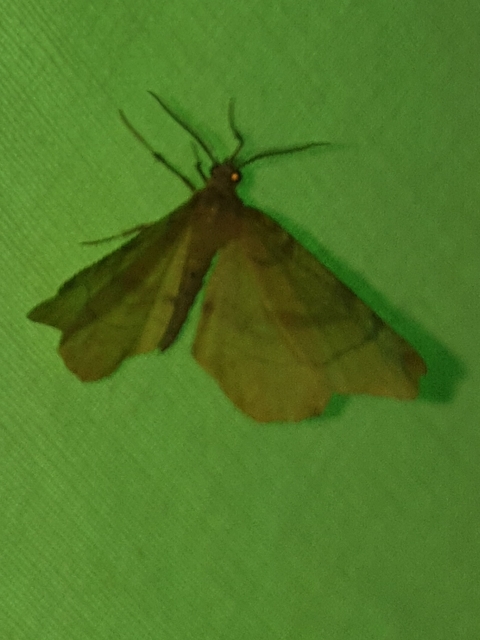 Selenia dentaria - kétfoltos holdasaraszoló
