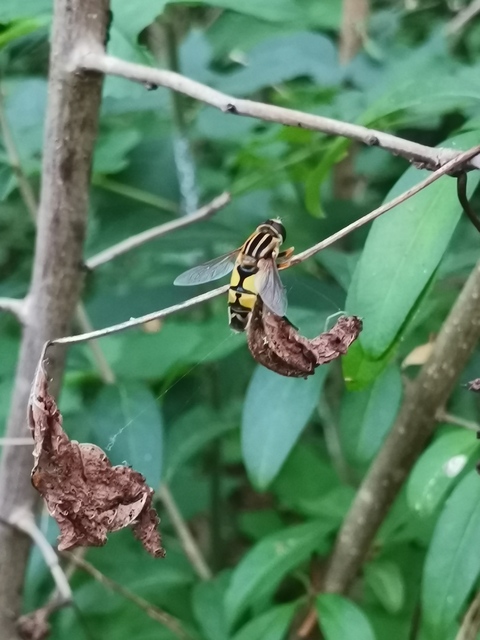 Helophilus trivittatus - nagy mocsárilégy