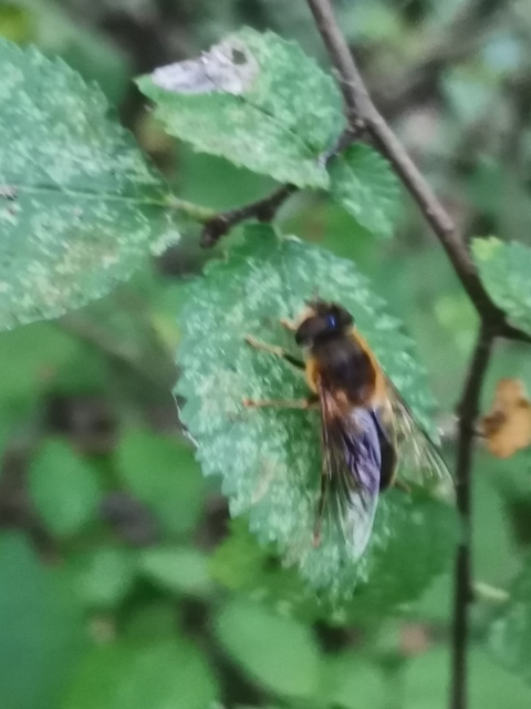 Eristalis