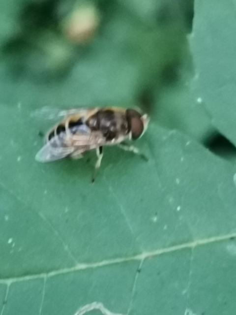 Eristalis
