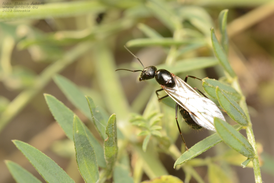 Camponotus aethiops - szőrös lóhangya