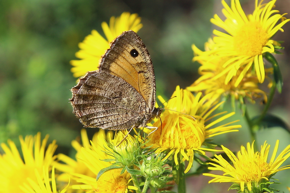 Arethusana arethusa - közönséges szemeslepke