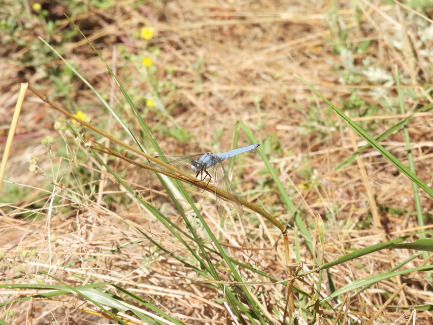Orthetrum brunneum - pataki pásztorszitakötő