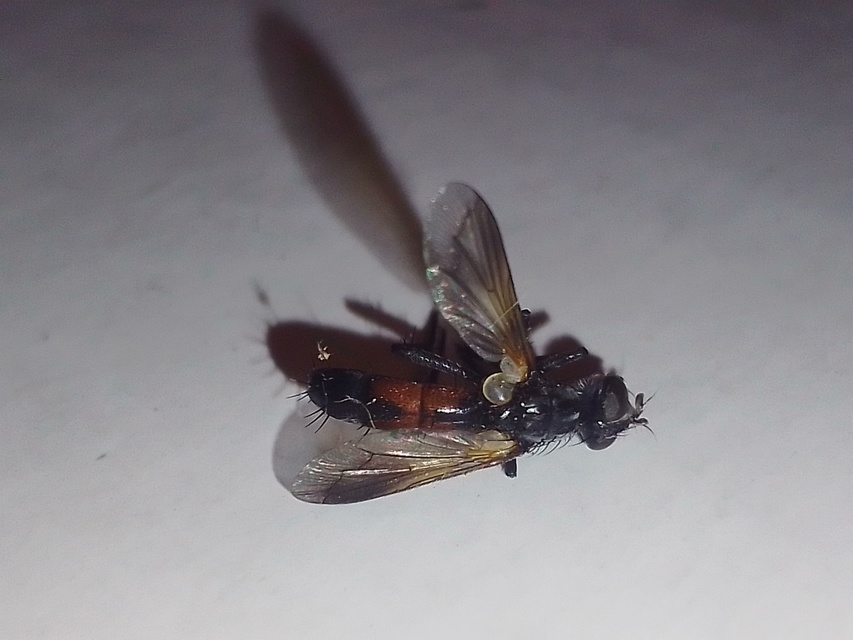 Cylindromyia