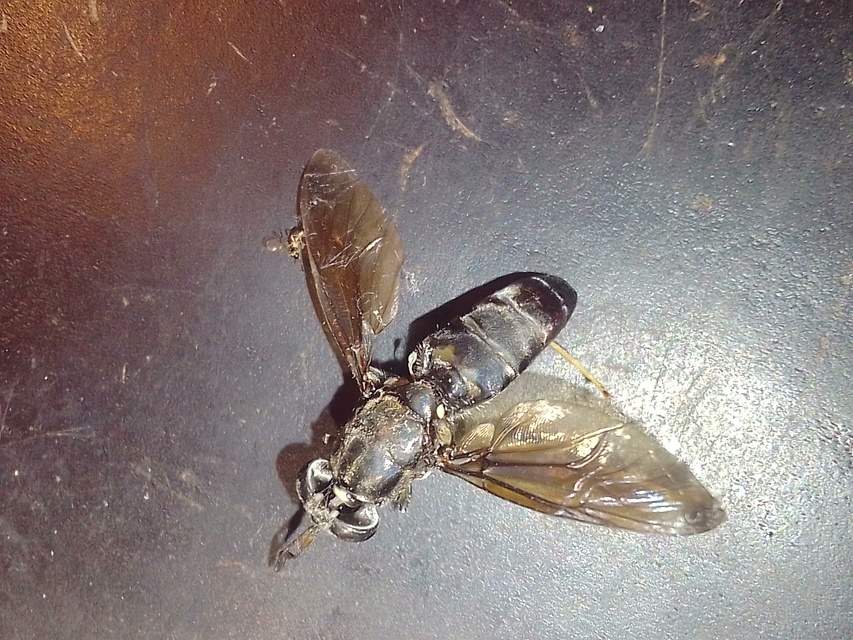 Hermetia illucens