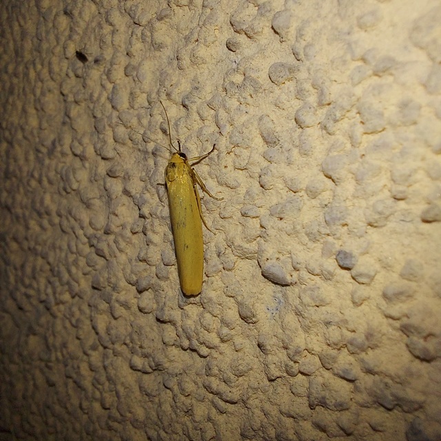 Eilema lutarella - narancsszínű zuzmószövő