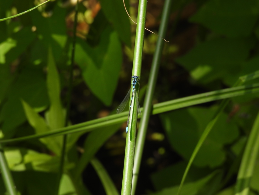 Coenagrion pulchellum - karcsú légivadász