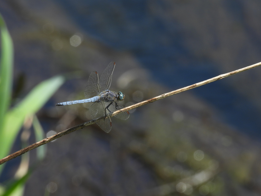 Orthetrum coerulescens - karcsú pásztorszitakötő