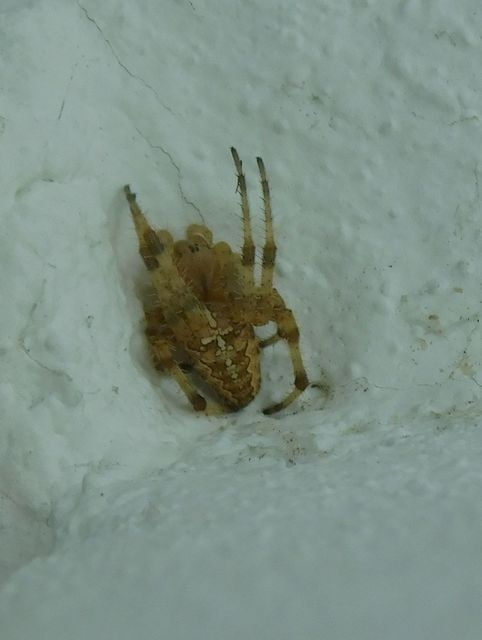 Araneus diadematus - koronás keresztespók Araneus diadematus - koronás keresztespók