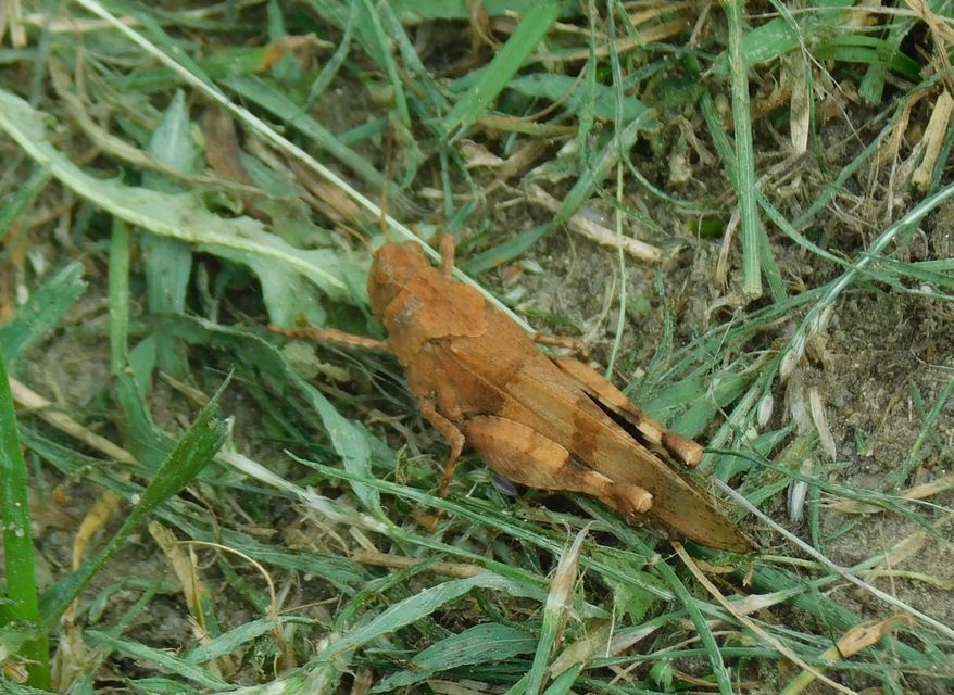 Oedipoda caerulescens - kékszárnyú sáska