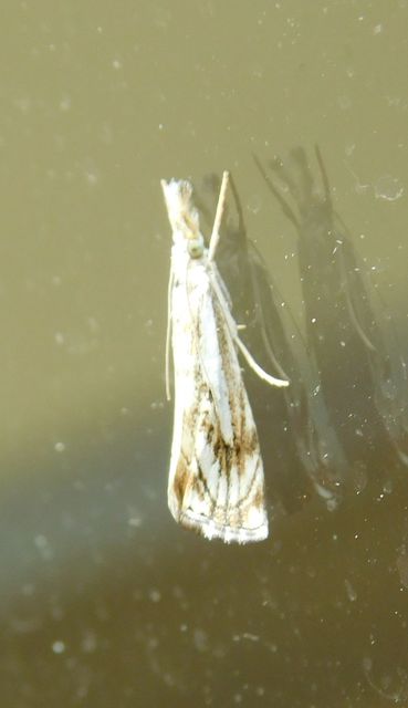 Catoptria falsella - hálós fűgyökérmoly