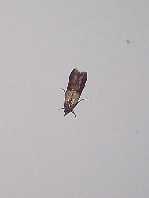 Plodia interpunctella - aszalványmoly
