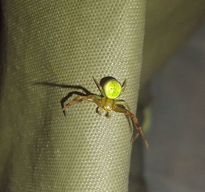 Ebrechtella tricuspidata - alakoskodó karolópók