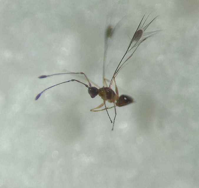 Mymar taprobanicum
