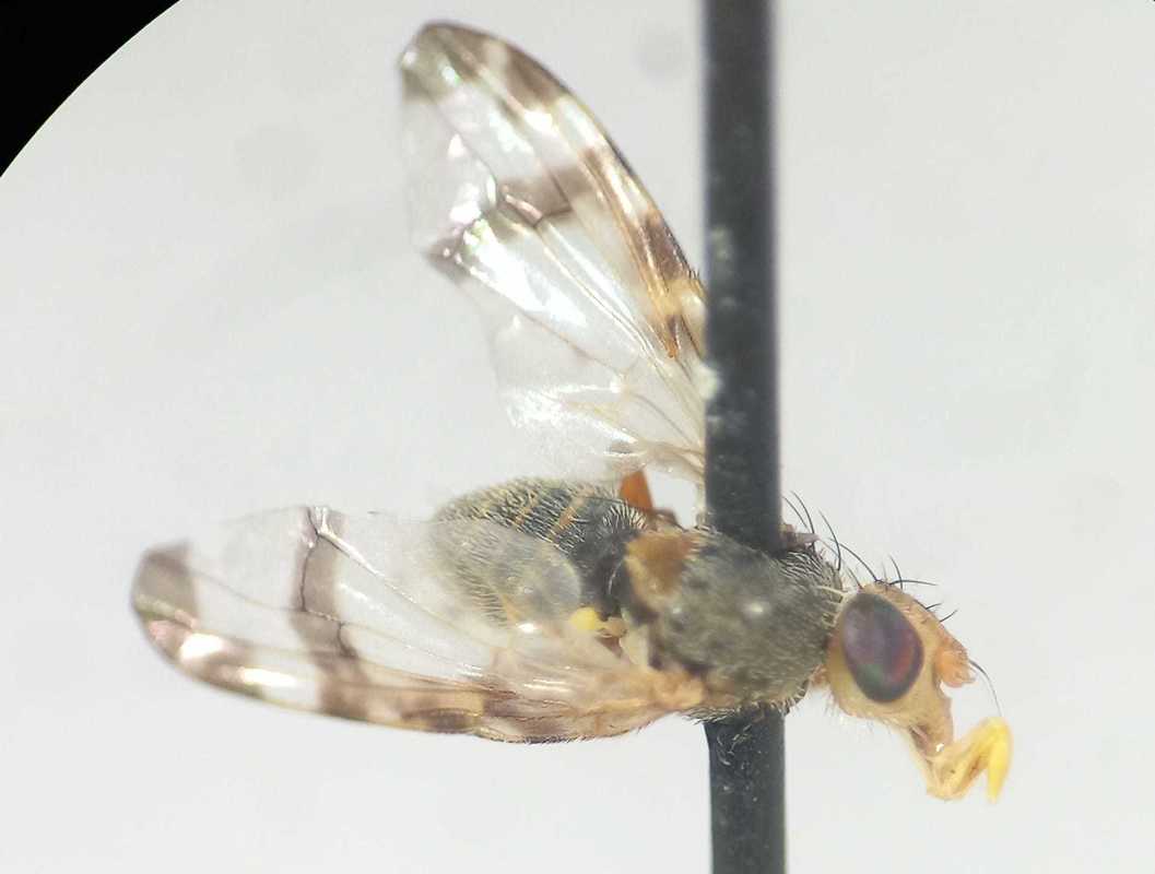 Sphenella marginata