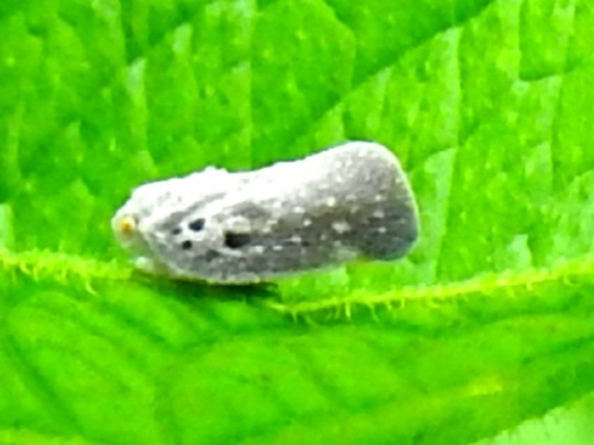 Metcalfa pruinosa - amerikai lepkekabóca