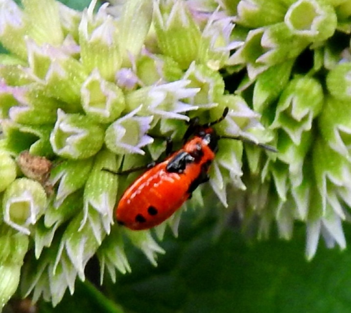 Pyrrhocoris apterus - verőköltő poloska