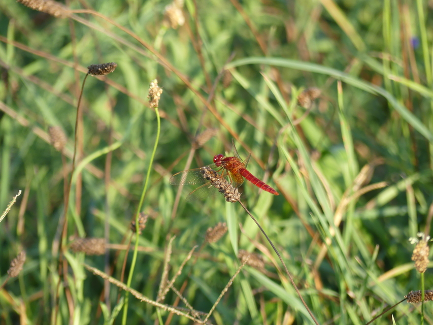 Crocothemis erythraea - skarlát szitakötő