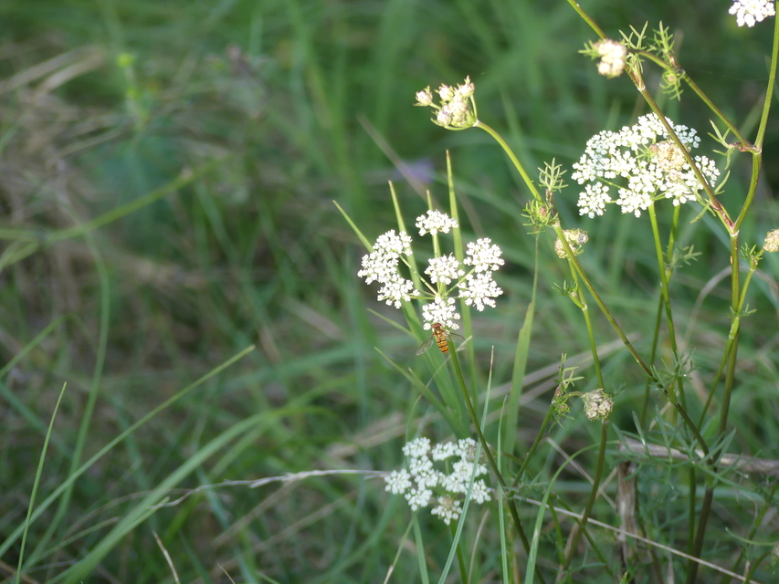 Episyrphus balteatus - ékfoltos zengőlégy