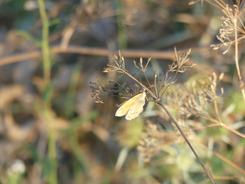 Coenonympha glycerion - közönséges szénalepke