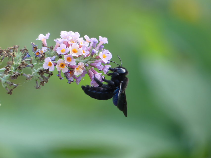 Xylocopa violacea - kék fadongó
