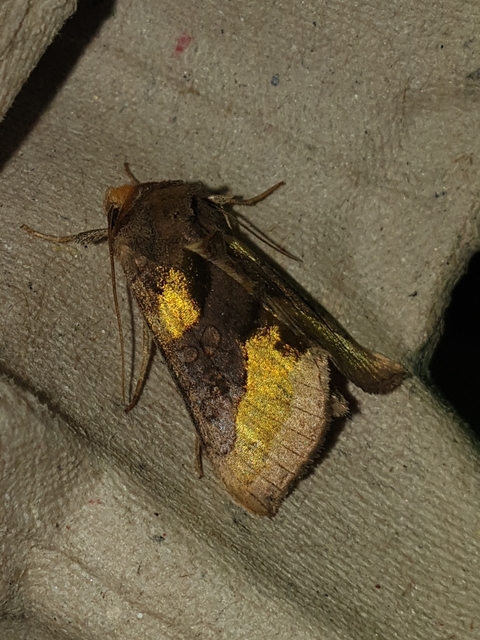 Diachrysia chrysitis - aranybagoly
