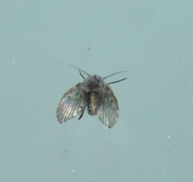 Psychodidae - lepkeszúnyogok
