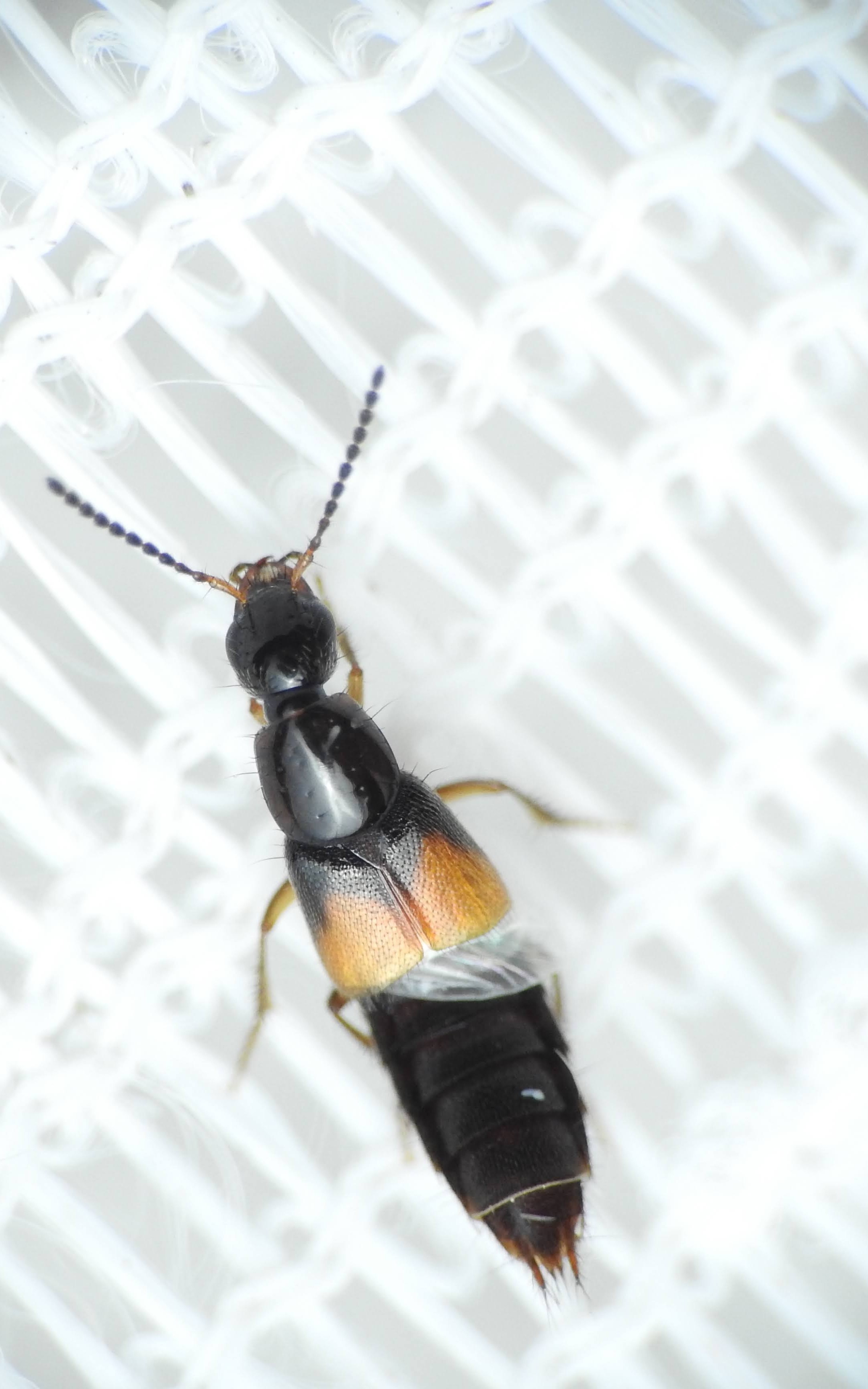 Philonthus quisquiliarius - zöldfényű ganajholyva