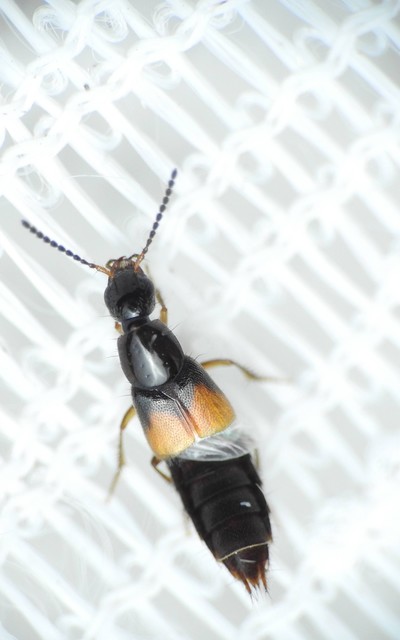 Philonthus quisquiliarius - zöldfényű ganajholyva