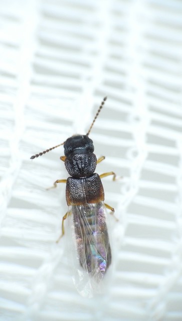 Anotylus rugosus - rovátkáshátú korhóholyva Anotylus rugosus - rovátkáshátú korhóholyva