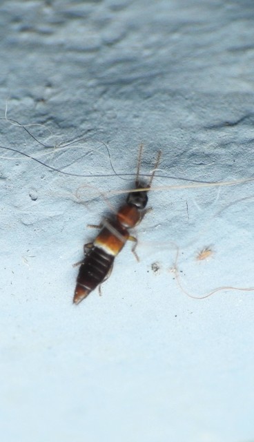Lithocharis nigriceps - sárgás rétiholyva Lithocharis nigriceps - sárgás rétiholyva