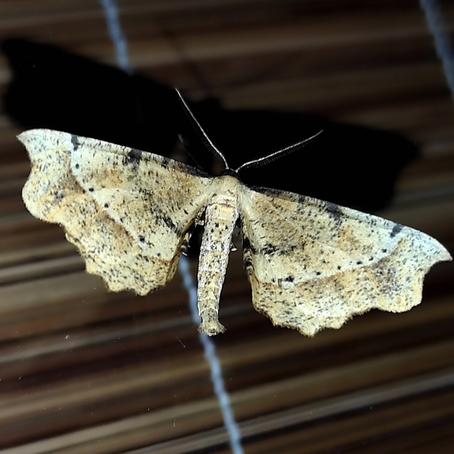 Artiora evonymaria - kecskerágó-araszoló
