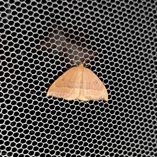Watsonalla cultraria - bükkfa-sarlósszövő