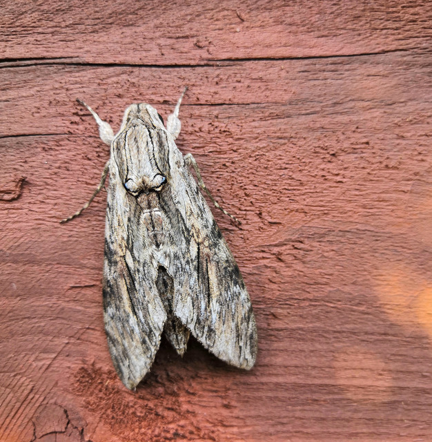 Agrius convolvuli - szulákszender