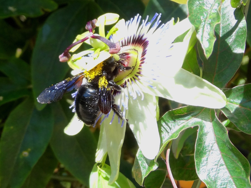 Xylocopa