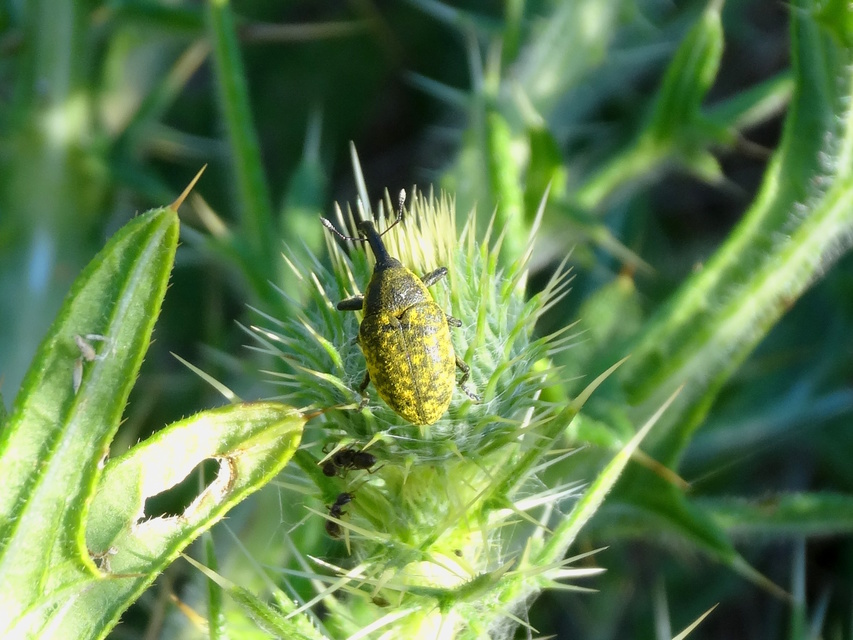 Larinus sturnus - aszat-púderbarkó
