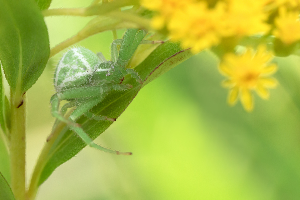 Heriaeus graminicola/hirtus