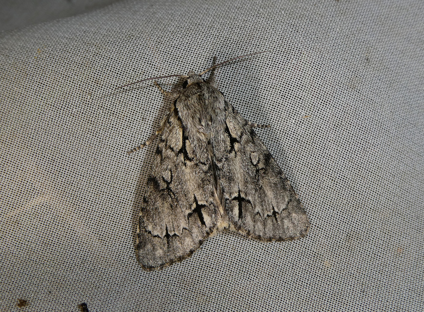 Acronicta cuspis/tridens/psi