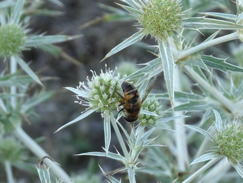 Eristalis