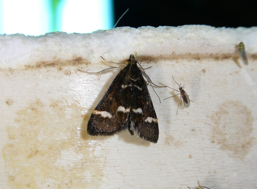 Pyrausta nigrata - fehérpettyes kormosmoly