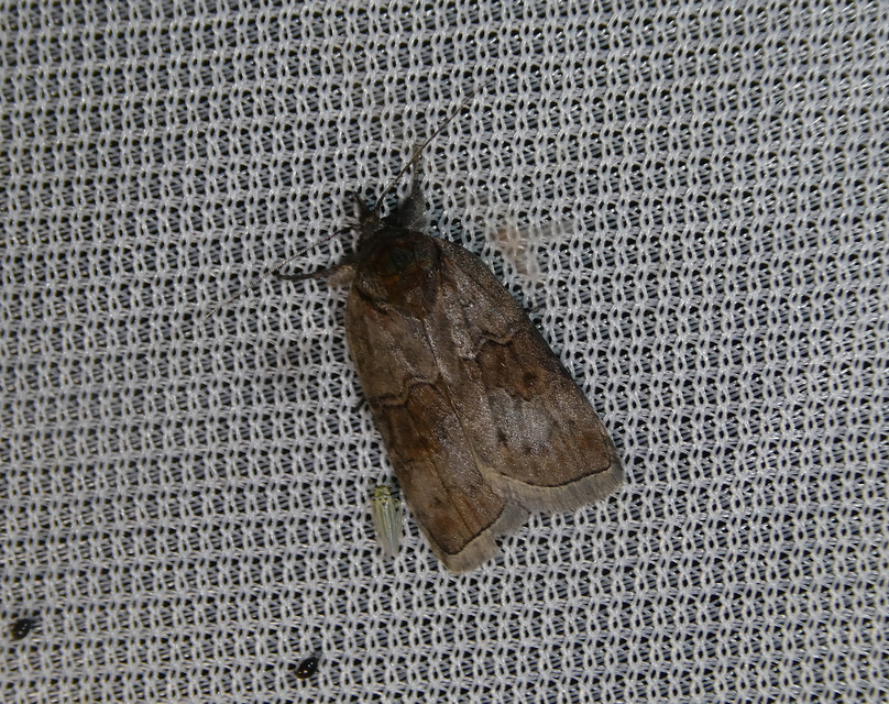 Nycteola asiatica - nyárfa-trapézbagoly