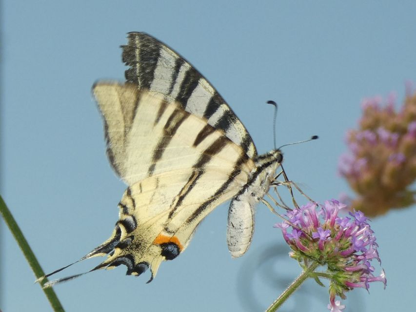 Iphiclides podalirius - kardoslepke