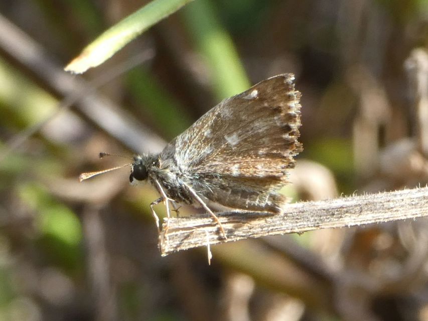 Carcharodus alceae - mályva-busalepke