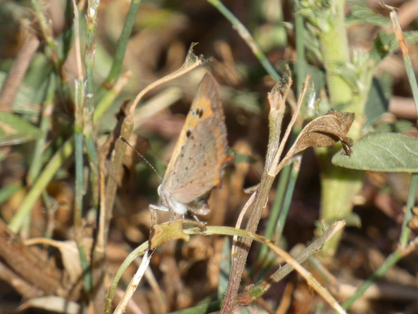 Lycaena phlaeas - közönséges tűzlepke
