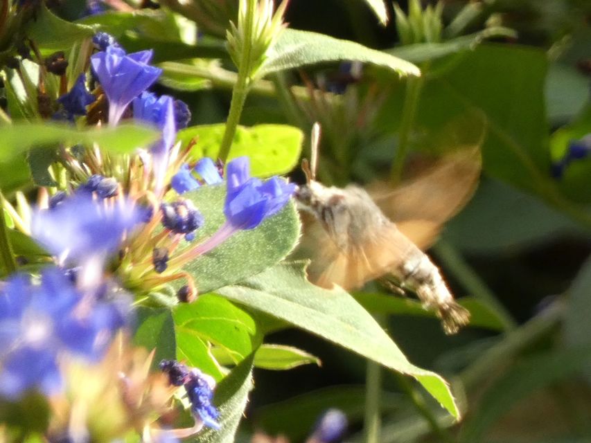 Macroglossum stellatarum - kacsafarkú szender