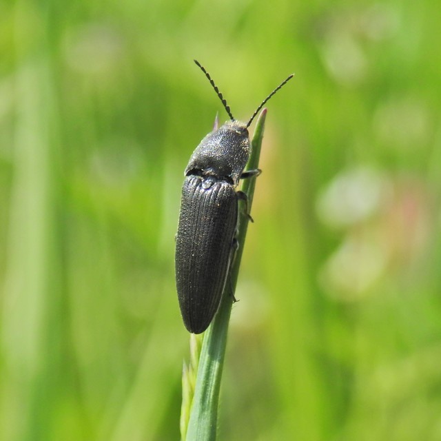 Melanotus