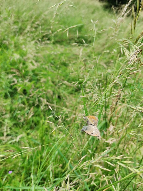 Coenonympha glycerion - közönséges szénalepke