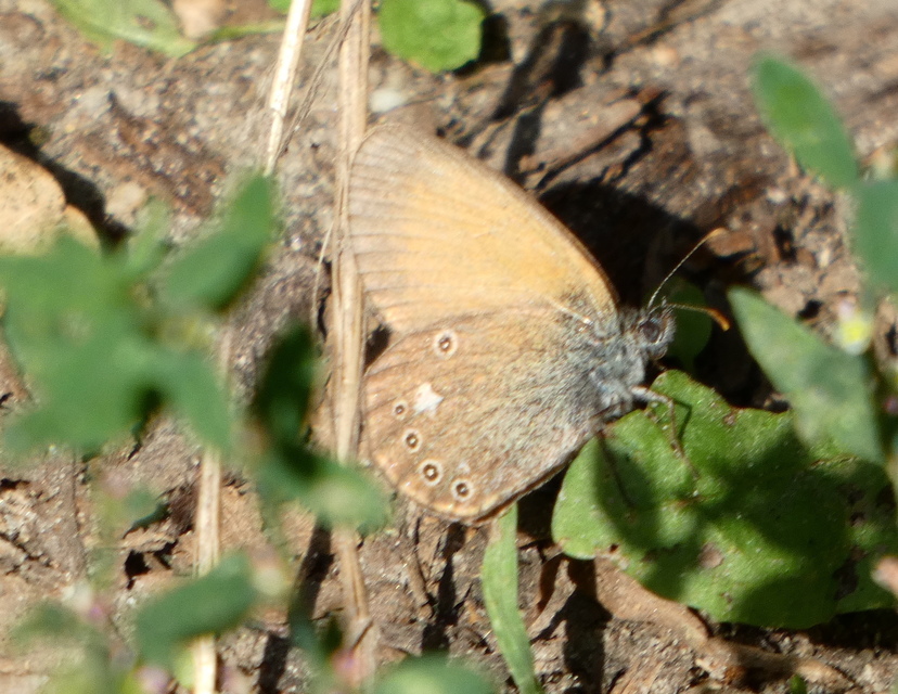 Coenonympha glycerion - közönséges szénalepke