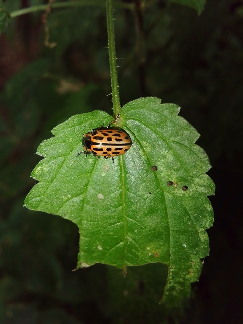 Chrysomela vigintipunctata - húszfoltos fűzlevelész